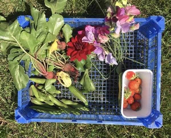 Allotment/Veg Patch Thread 15 - will winter ever end?