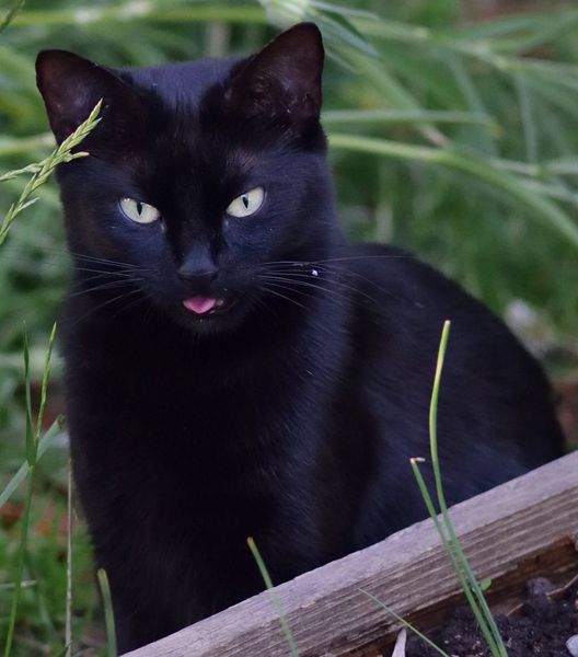 Westminstenders: How many Dead Cats Do You Get In A Thunderstorm?