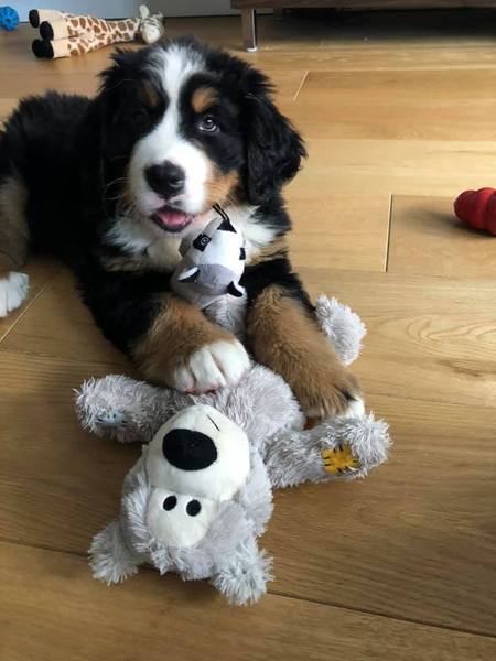 Puppy survival thread! June 2020