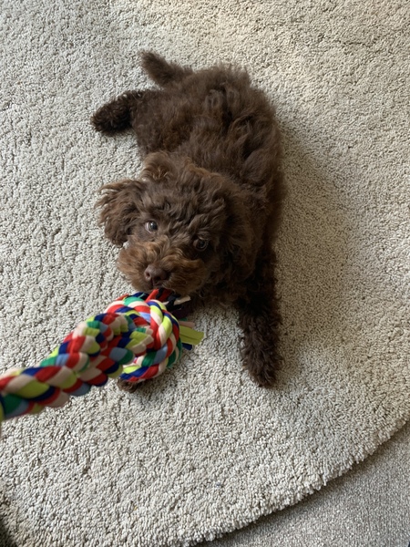 Puppy survival thread! June 2020