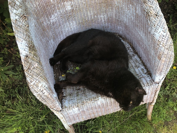 6 week old kittens.
