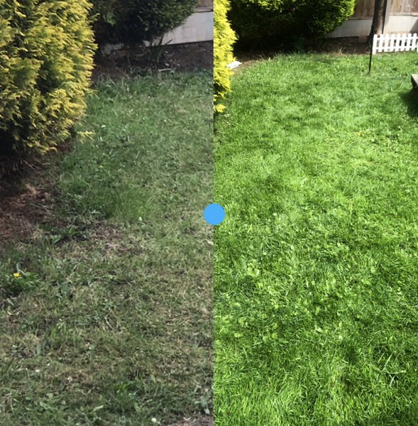 Lawn repair, are we doing this right?