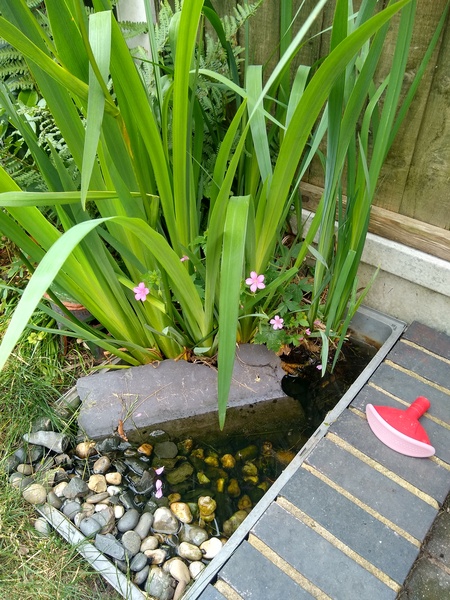Show me your garden ponds large and small please!
