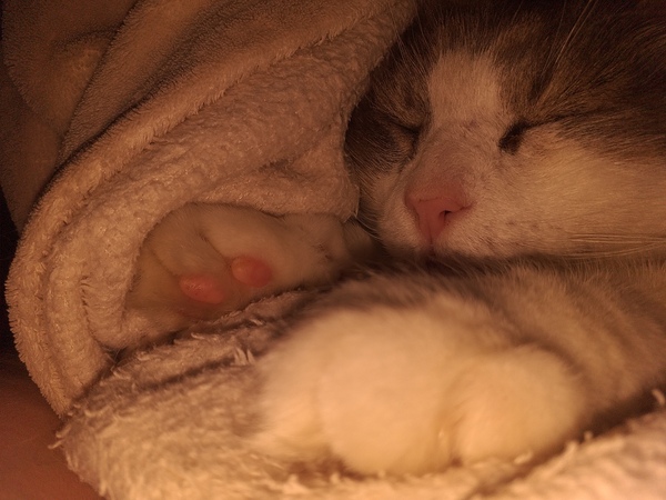 Toe bean thread anyone?