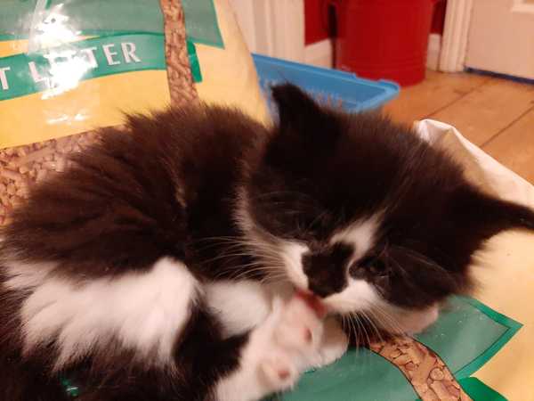 Advice on where to find kittens