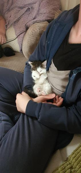 Kitten coming this week and no name!