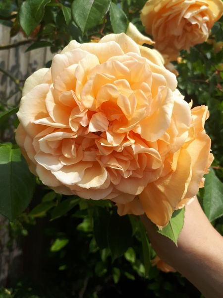 Rose ID help