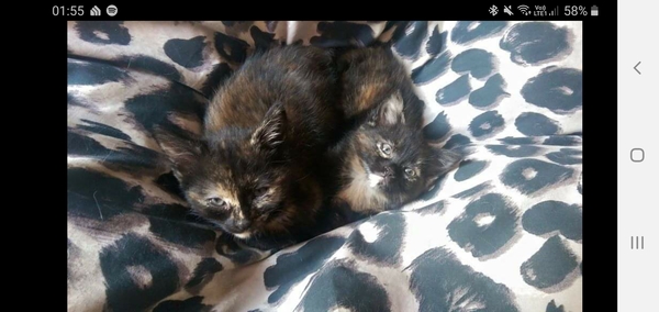 Kittens!!!! (With pictures!)