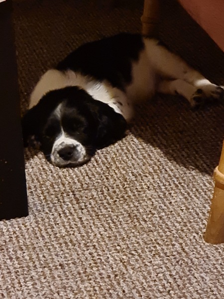 Puppy survival thread! June 2020