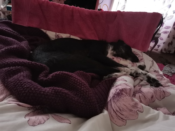 Is your dog a morning person?
