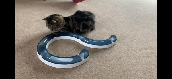 Toy to tire 1 year old cat out?!