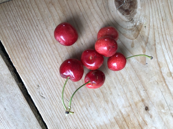 Allotment/Veg Patch Thread 15 - will winter ever end?