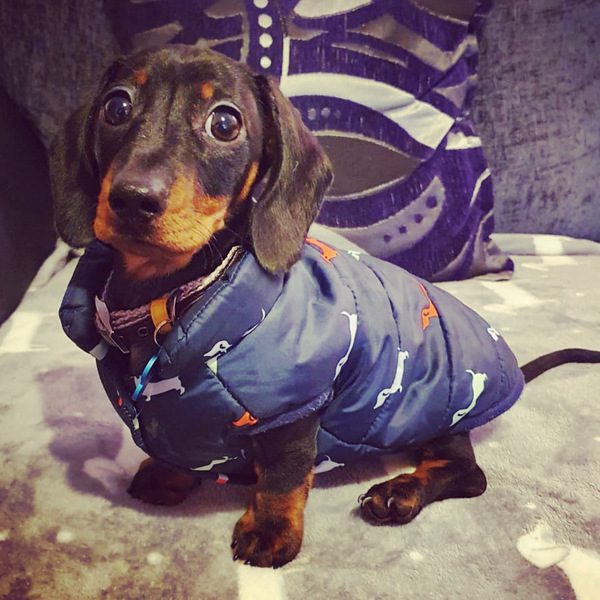 Dachshund