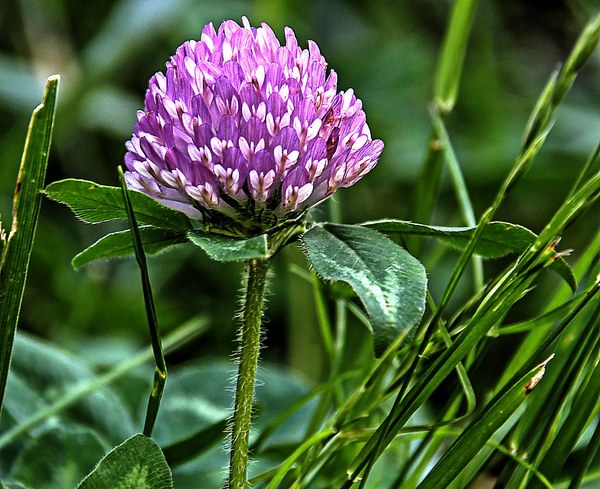 To plant my entire garden with these?