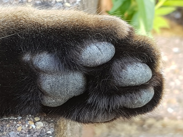 Thug Cat part 2. What, has this thing appeared again tonight?