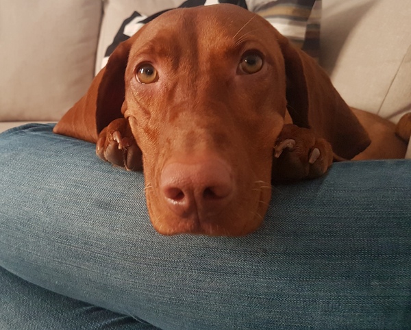 Dog keeps following me!