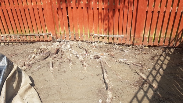 Any advice on tree roots, please?