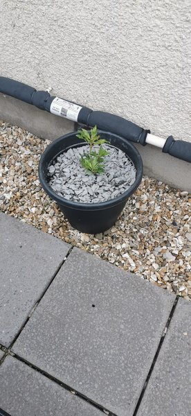 Best place to buy plants online?