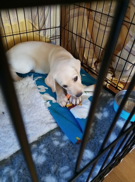 Puppy survival thread! June 2020