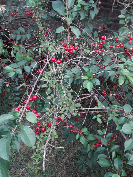 DS has eaten wild berries he found on a tree - help