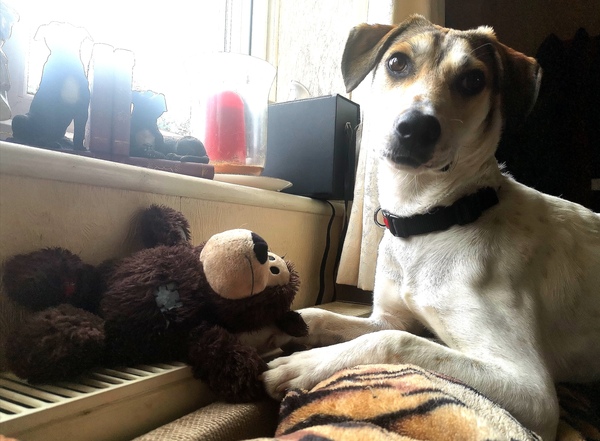 Adopting an old boy - am I crazy?