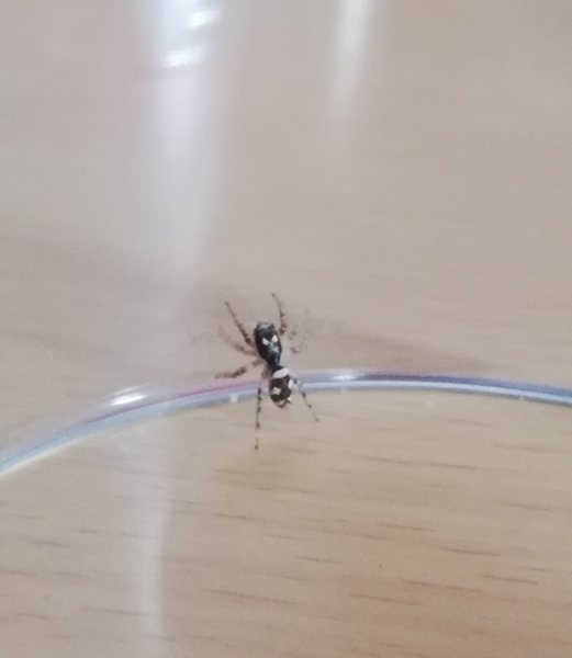Any spider experts? Wtf is this?
