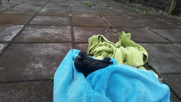 AIBU to ask for advice about a fallen fledgling?