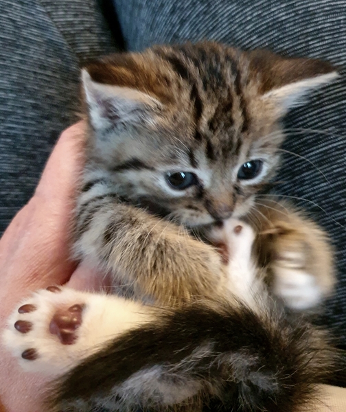 First time kitten owner & I am shocked!