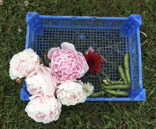 Allotment/Veg Patch Thread 15 - will winter ever end?