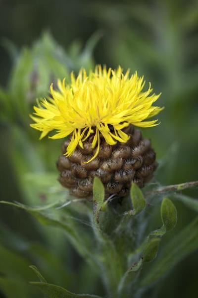 'Centurion' plant