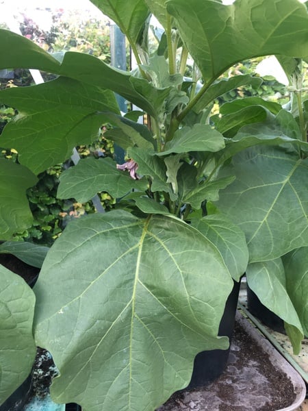 Allotment/Veg Patch Thread 15 - will winter ever end?