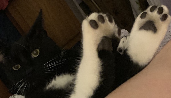 Toe bean thread anyone?