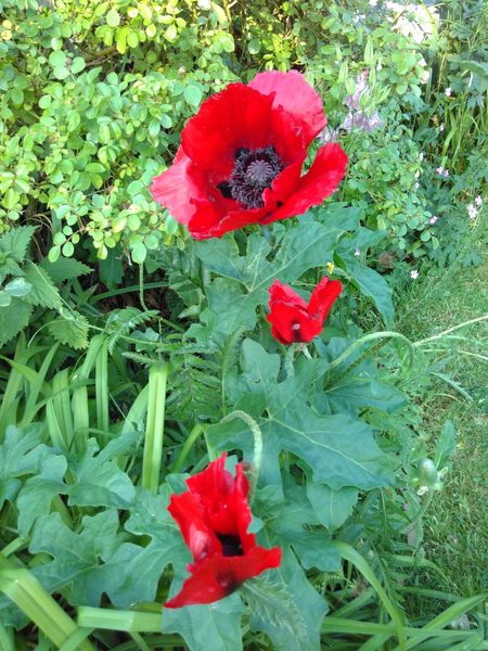 Flowers for J K Rowling