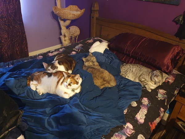 Rehome my new kittens?
