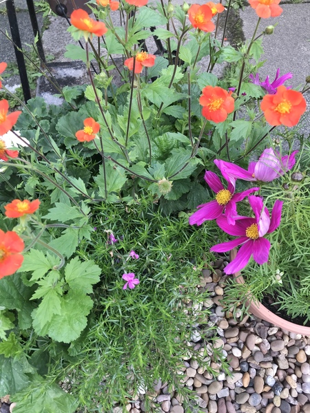 Can anyone tell me what this plant is please?