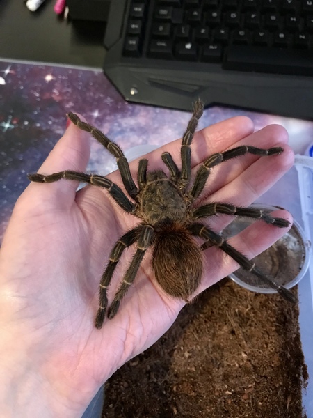 Any spiderologists around that can explain this spider behaviour?