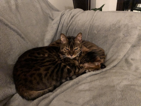 Bengal kitten - do the all have "wildish" behaviour in the house? can they beleft in the house when going to work?