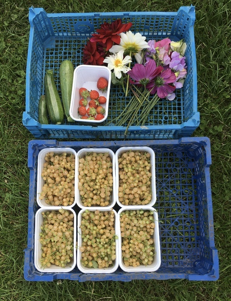 Allotment/Veg Patch Thread 15 - will winter ever end?