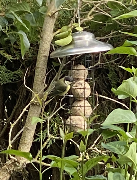 Anyone good at feeding garden birds?