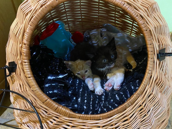 8 week old new kittens - handle them or not?