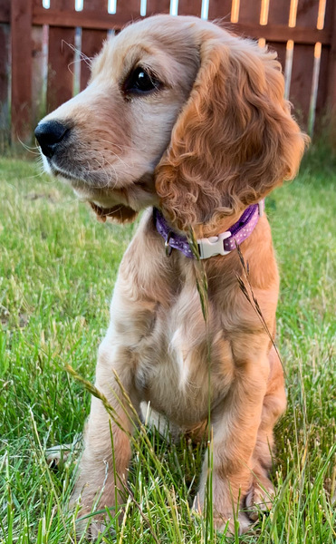 Puppy survival thread! June 2020