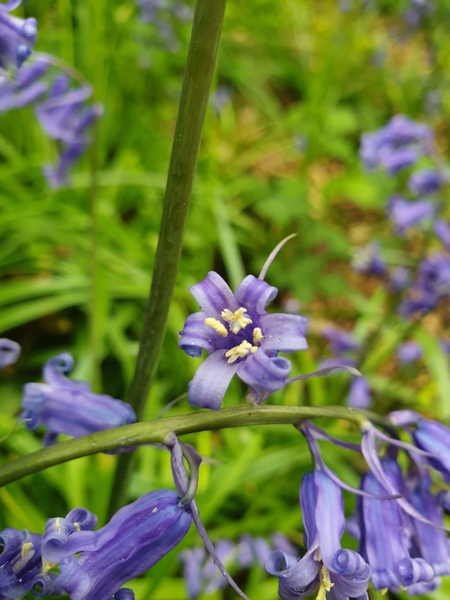 Flowers for J K Rowling