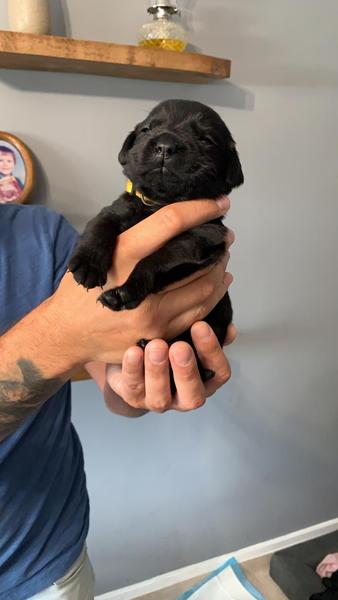 To ask if you regret getting a dog?