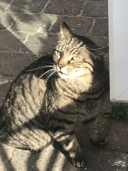 Has anyone ever regretted getting a cat?