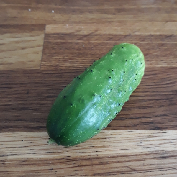 Allotment/Veg Patch Thread 15 - will winter ever end?