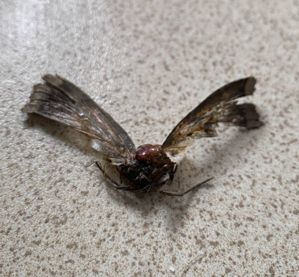 Can anyone tell me what the fuck this disgusting creature is?!