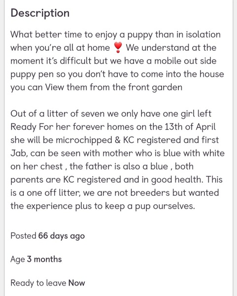 The idiots now getting rid of their “lockdown” puppies are utterly abhorrent
