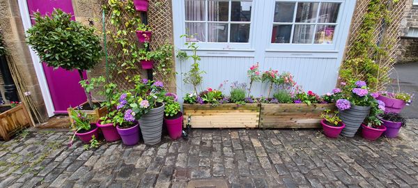 I painted my (shit UPVC) front door magenta today