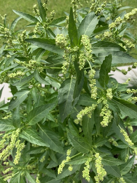 Weed or plant?