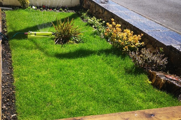 New lawn, yellow turf...